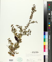 Ilex vomitoria image