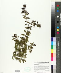 Ilex vomitoria image