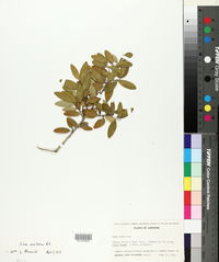 Ilex vomitoria image