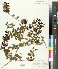 Ilex vomitoria image