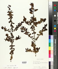 Ilex vomitoria image