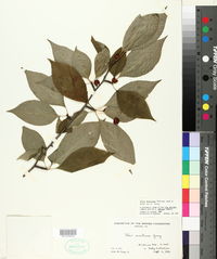 Ilex montana image