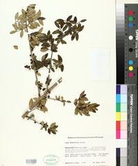 Ilex vomitoria image