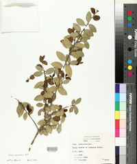 Ilex vomitoria image