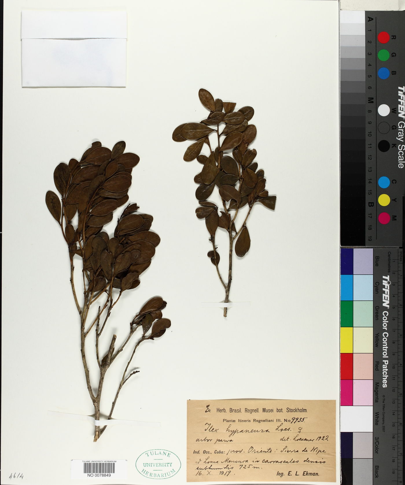 Ilex hypaneura image