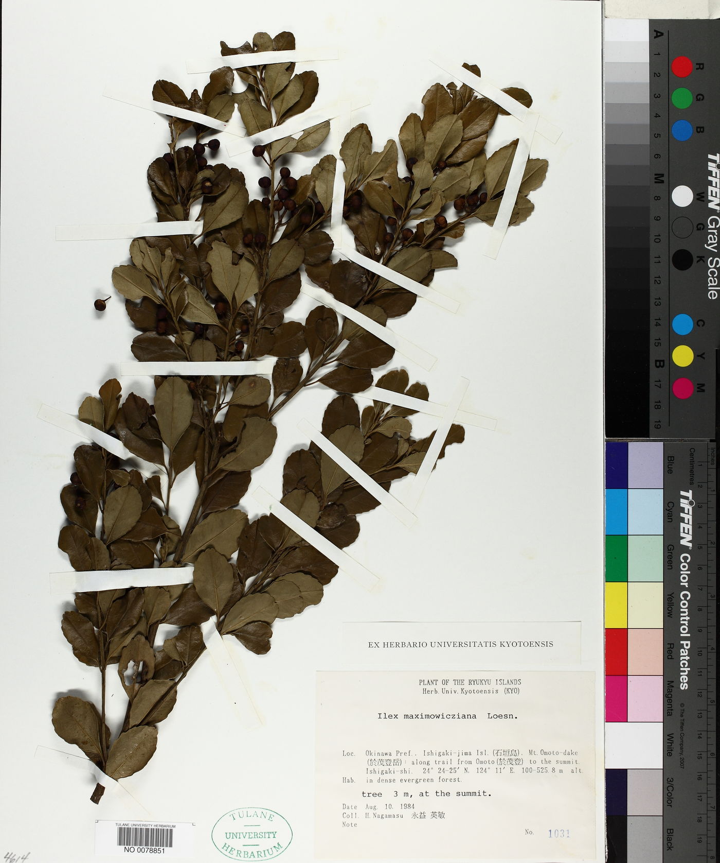 Ilex maximowicziana image
