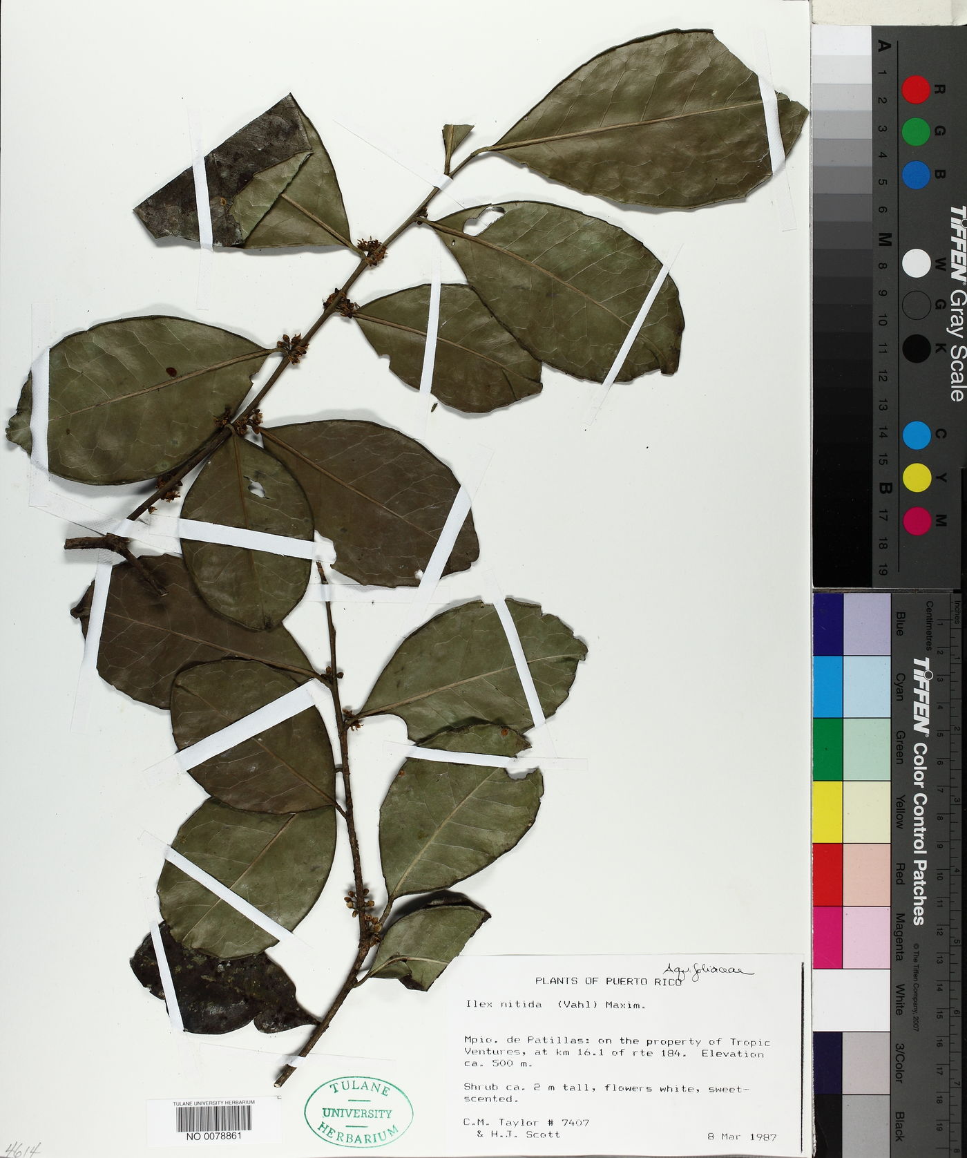Ilex nitida image