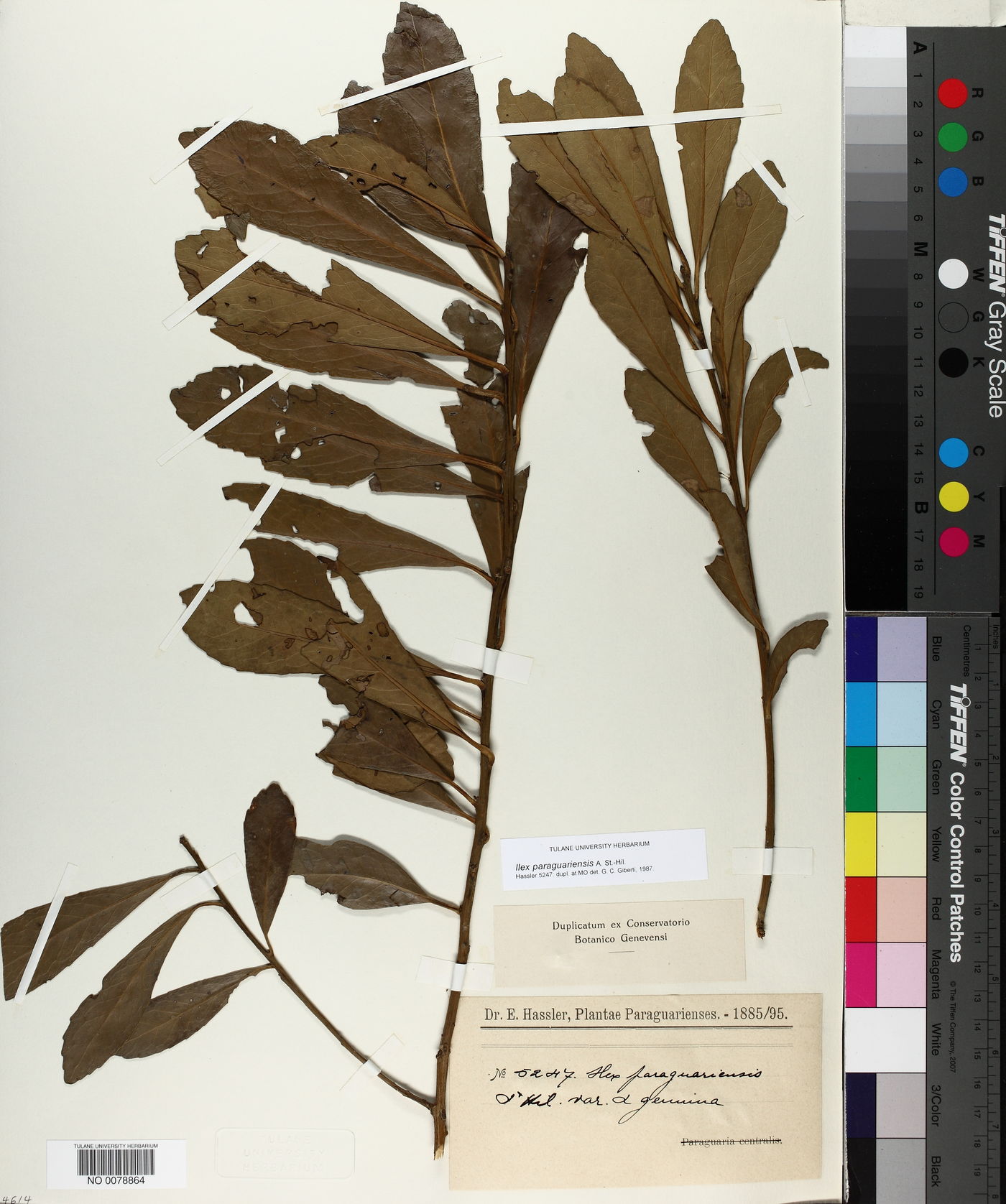Ilex paraguariensis image