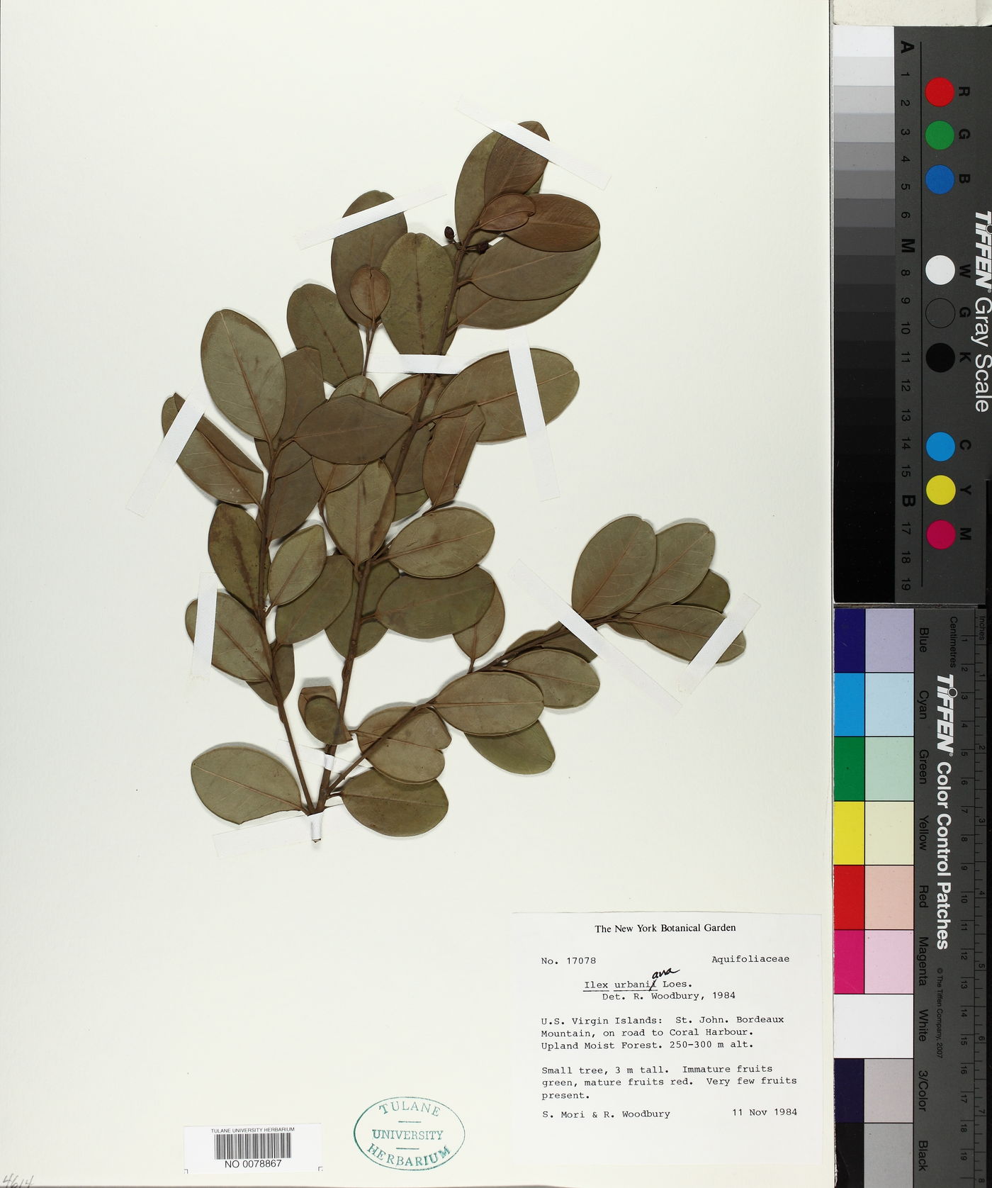 Ilex urbaniana image