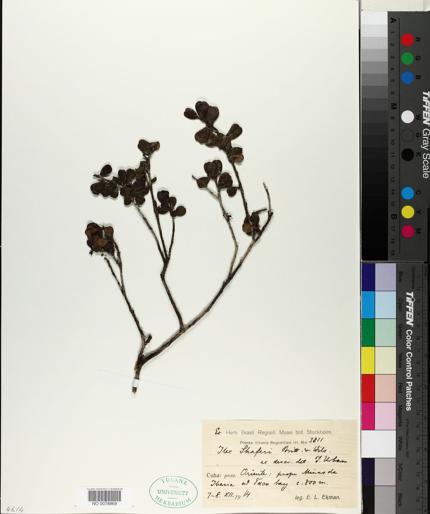 Ilex obcordata image