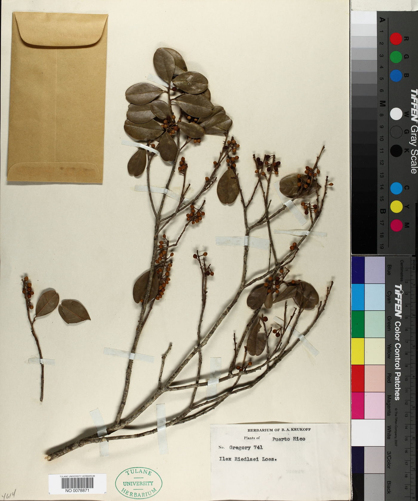 Ilex riedlaei image