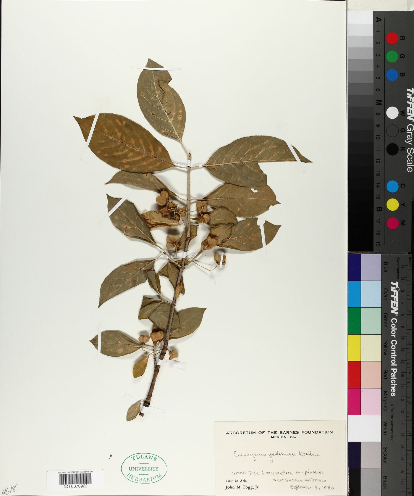 Euonymus yedoensis image