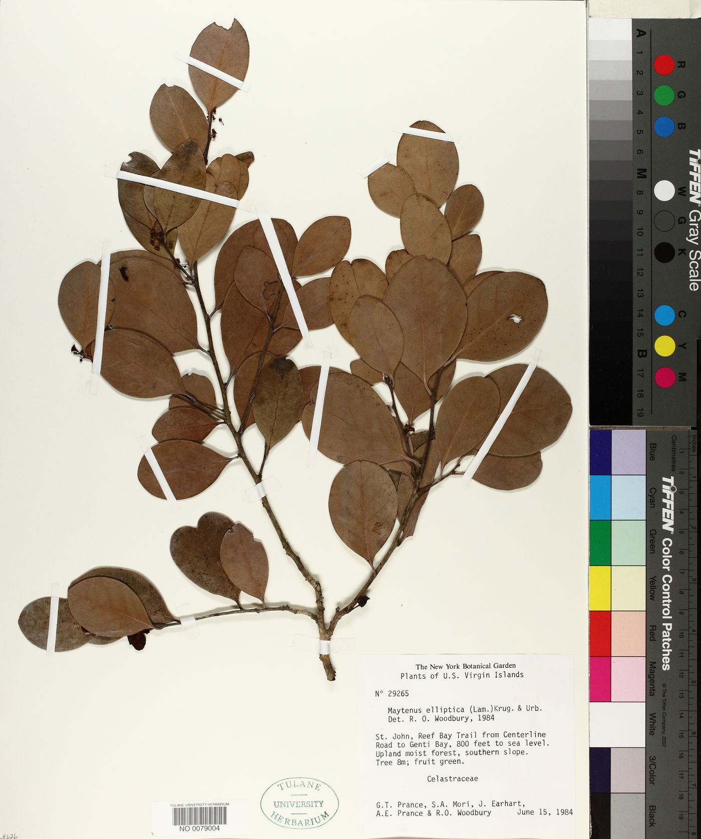 Maytenus elliptica image
