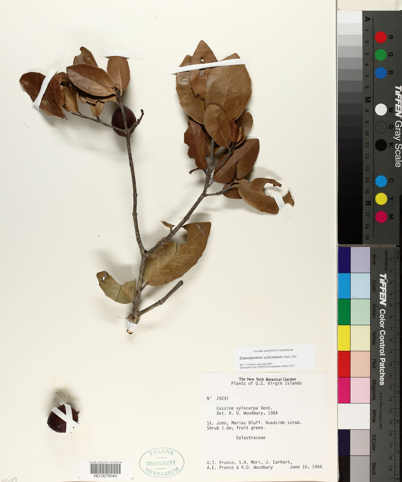 Elaeodendron xylocarpum image