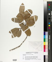 Elaeodendron trichotomum image