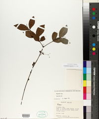 Crossopetalum gaumeri image