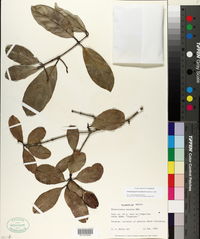 Semialarium mexicanum image