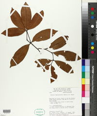 Image of Salacia impressifolia