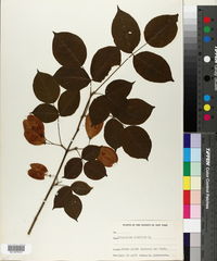 Staphylea trifolia image