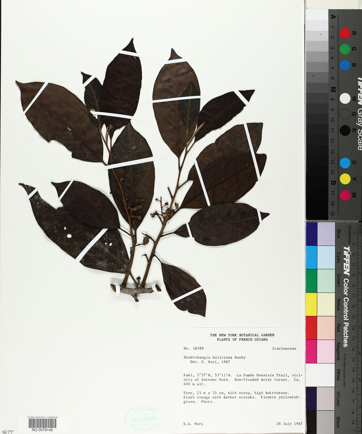 Dendrobangia image
