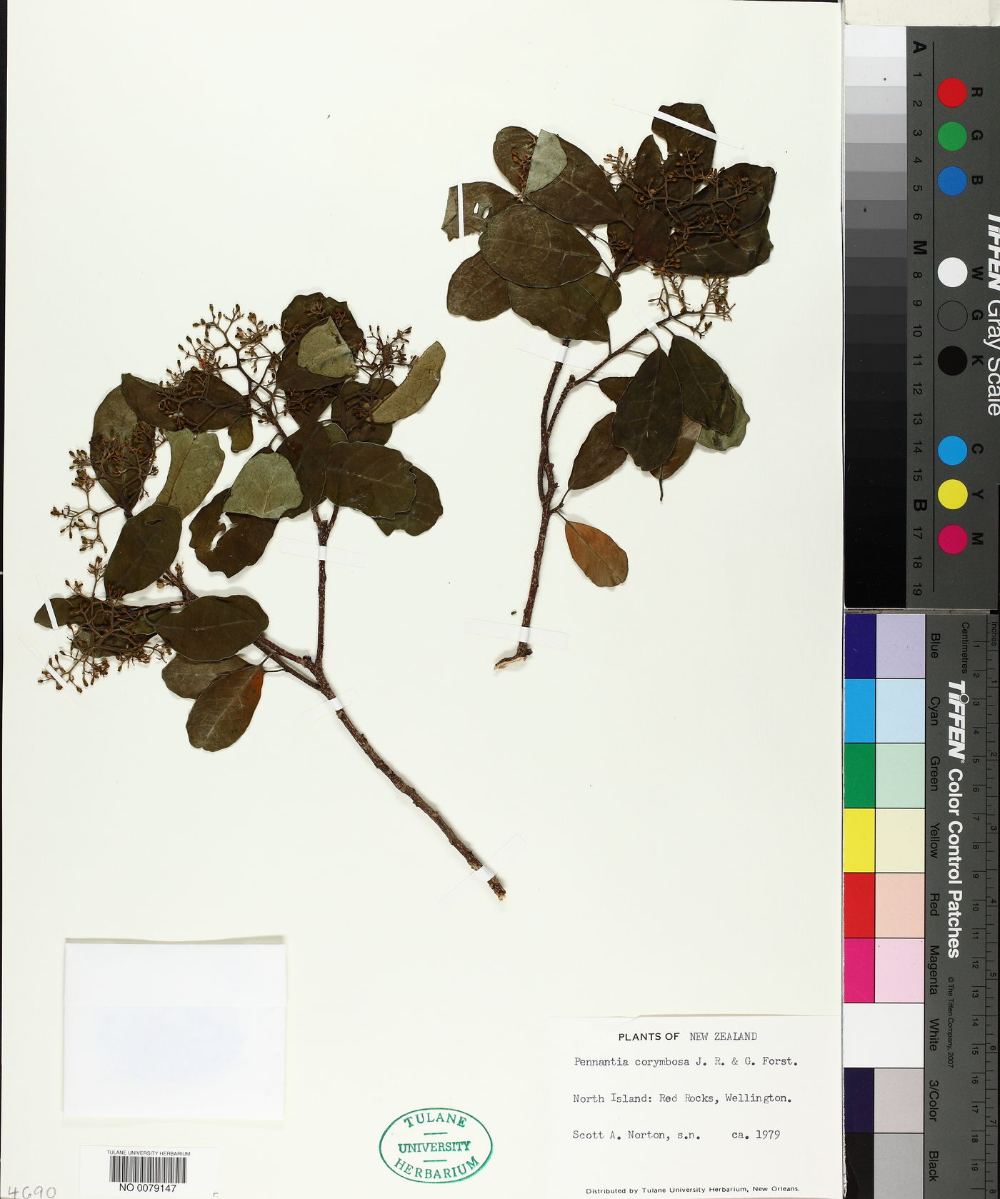 Pennantiaceae image