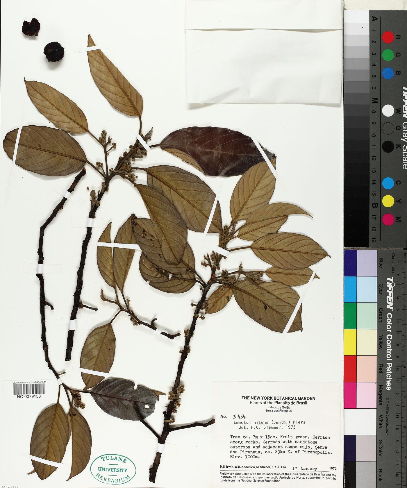 Emmotum nitens image