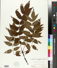 Dipteronia sinensis image