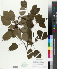 Acer rubrum var. trilobum image