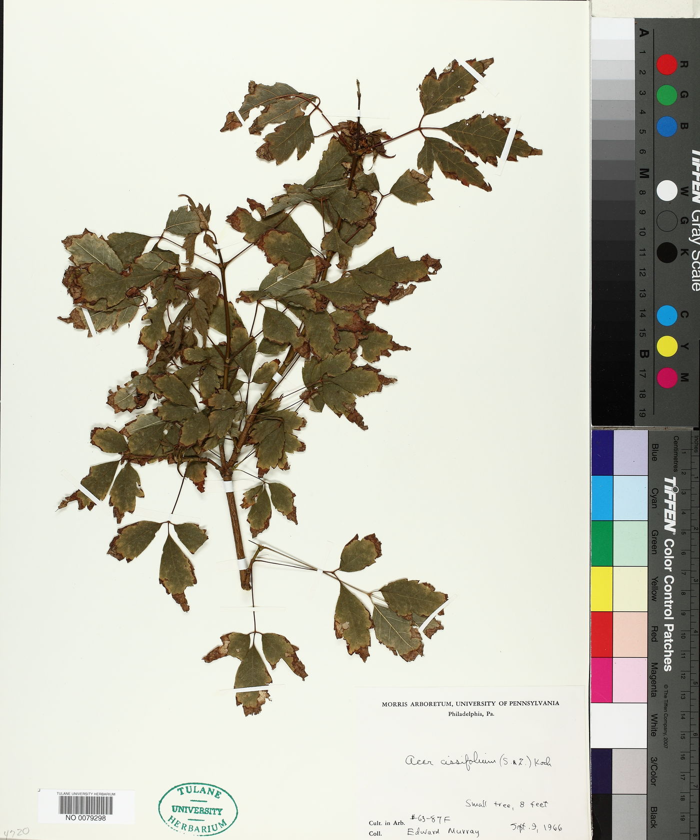 Acer cissifolium image