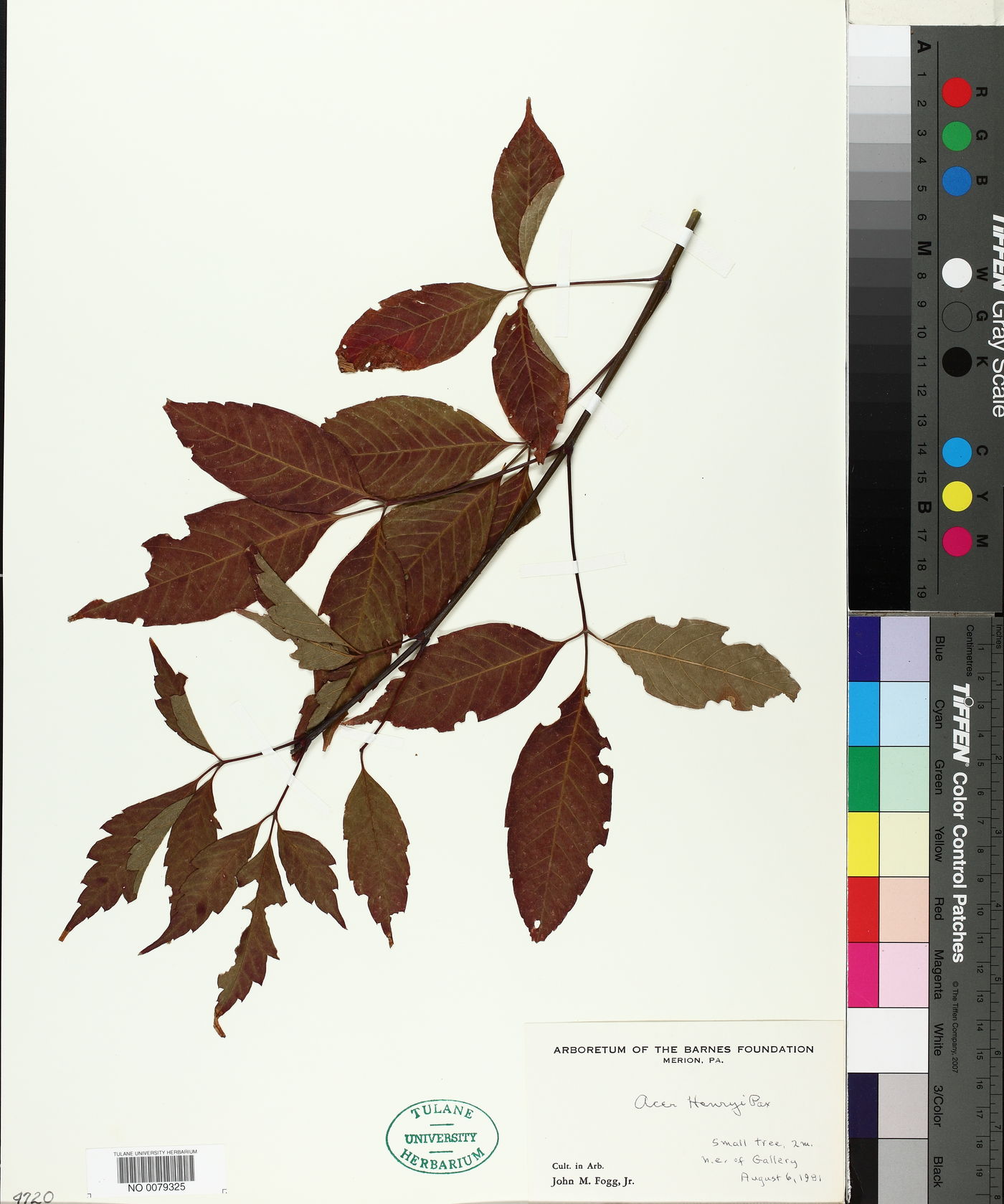 Acer henryi image
