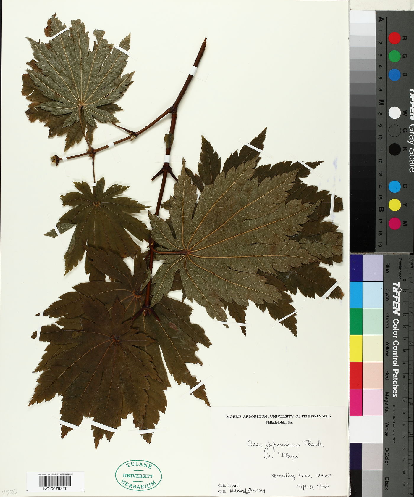 Acer japonicum image