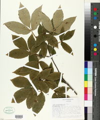 Acer maximowiczianum image