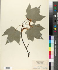 Acer nigrum image