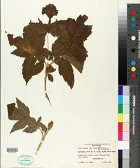 Acer negundo var. interius image