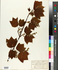 Acer pennsylvanicum image