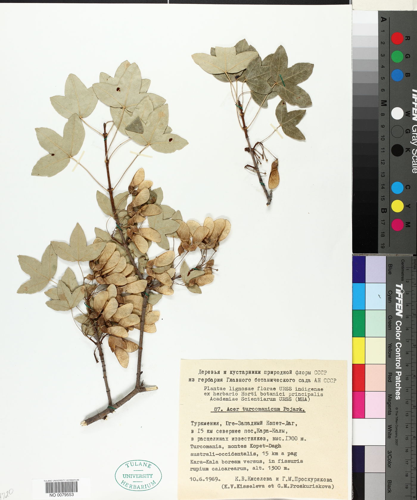 Acer turcomanicum image