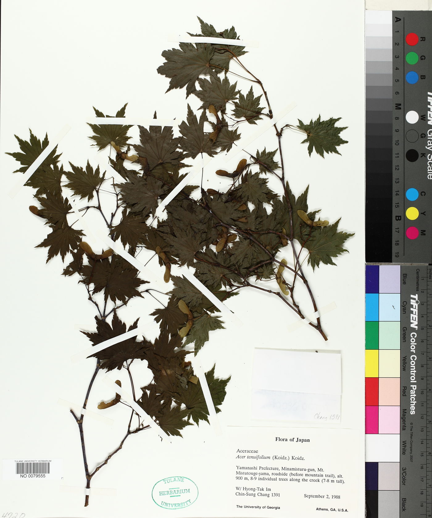 Acer shirasawanum var. tenuifolium image