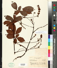 Serjania multiflora image