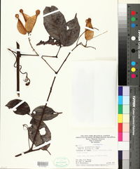 Image of Serjania grandifolia