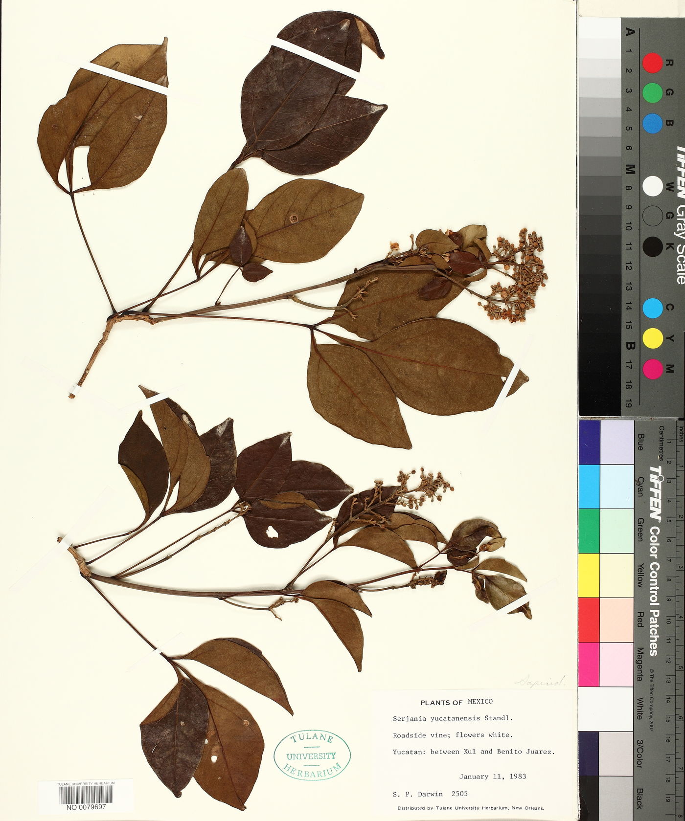 Serjania yucatanensis image