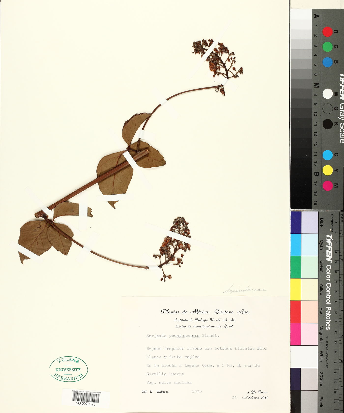 Serjania yucatanensis image