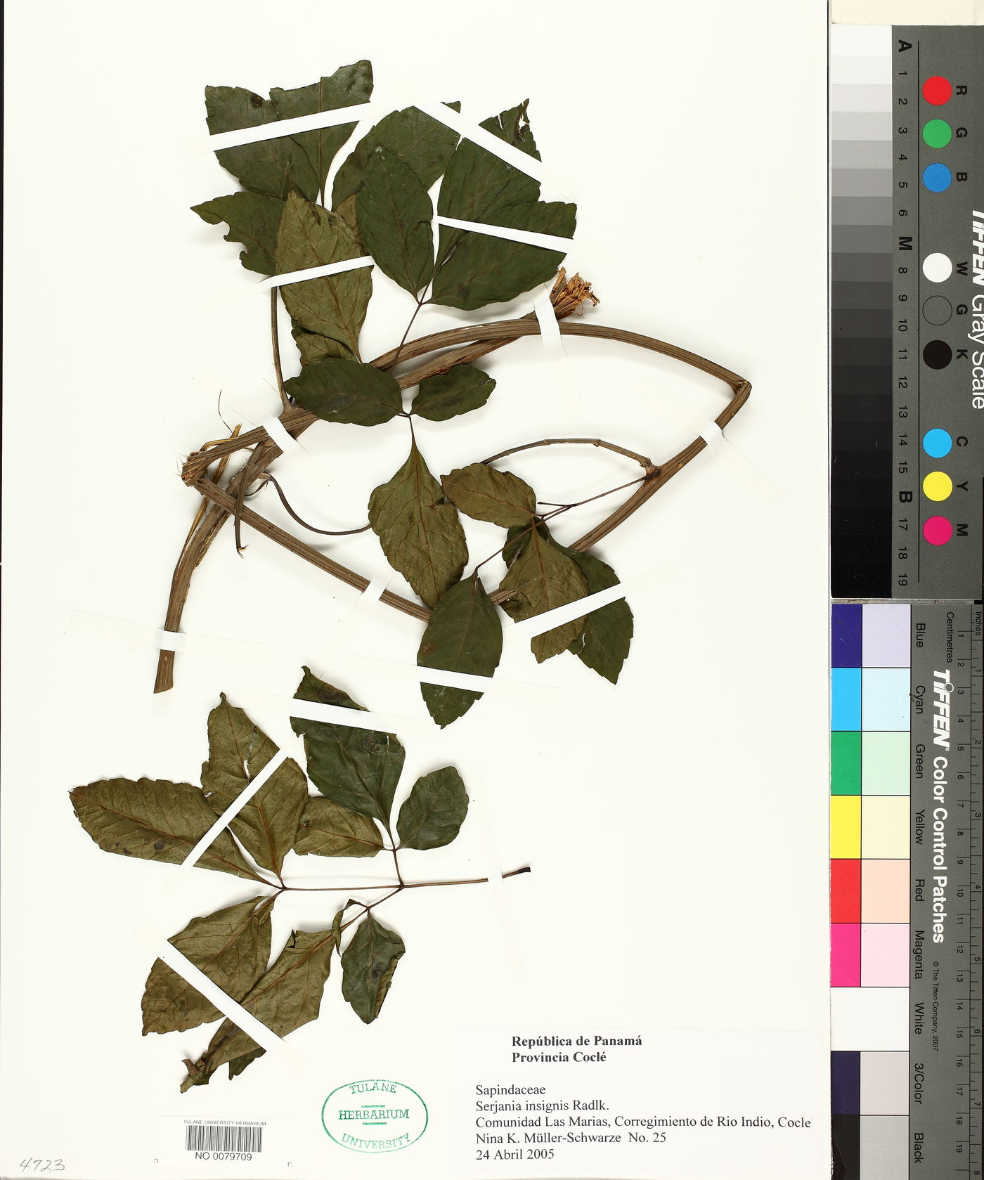 Serjania insignis image