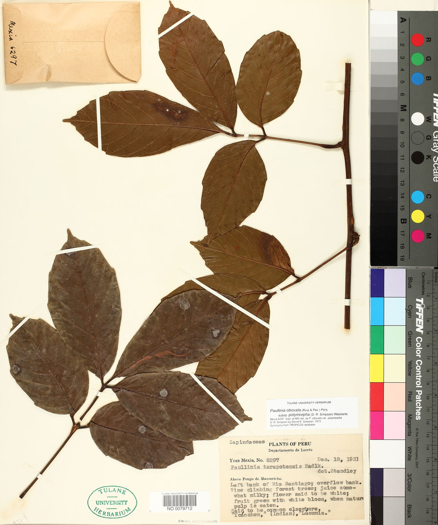 Paullinia obovata subsp. polymorpha image