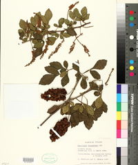 Paullinia fuscescens image