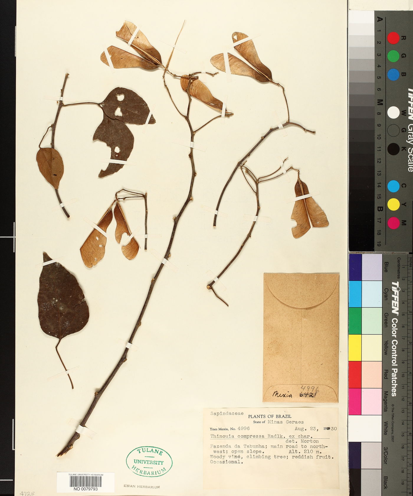 Thinouia compressa image
