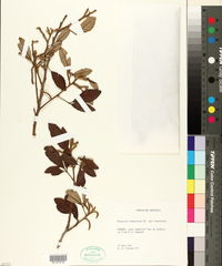 Media resource of Thouinia tomentosa