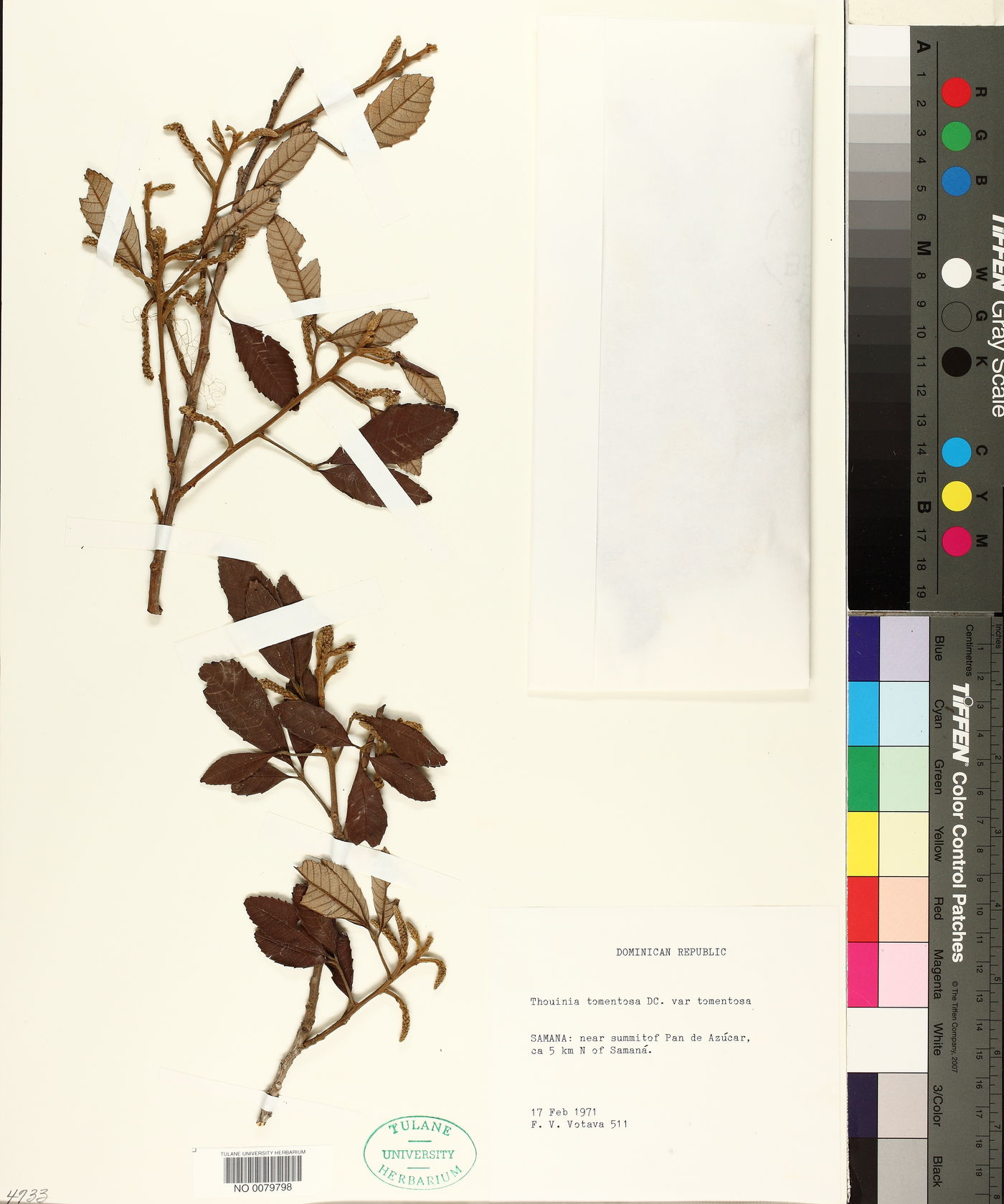 Thouinia tomentosa image