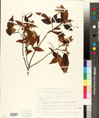 Thouinia paucidentata image