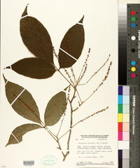 Allophylus punctatus image