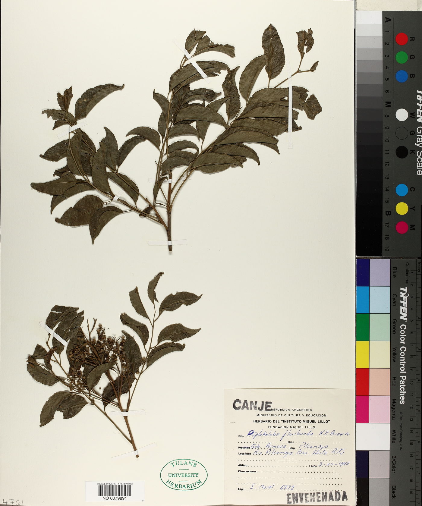Diplokeleba floribunda image